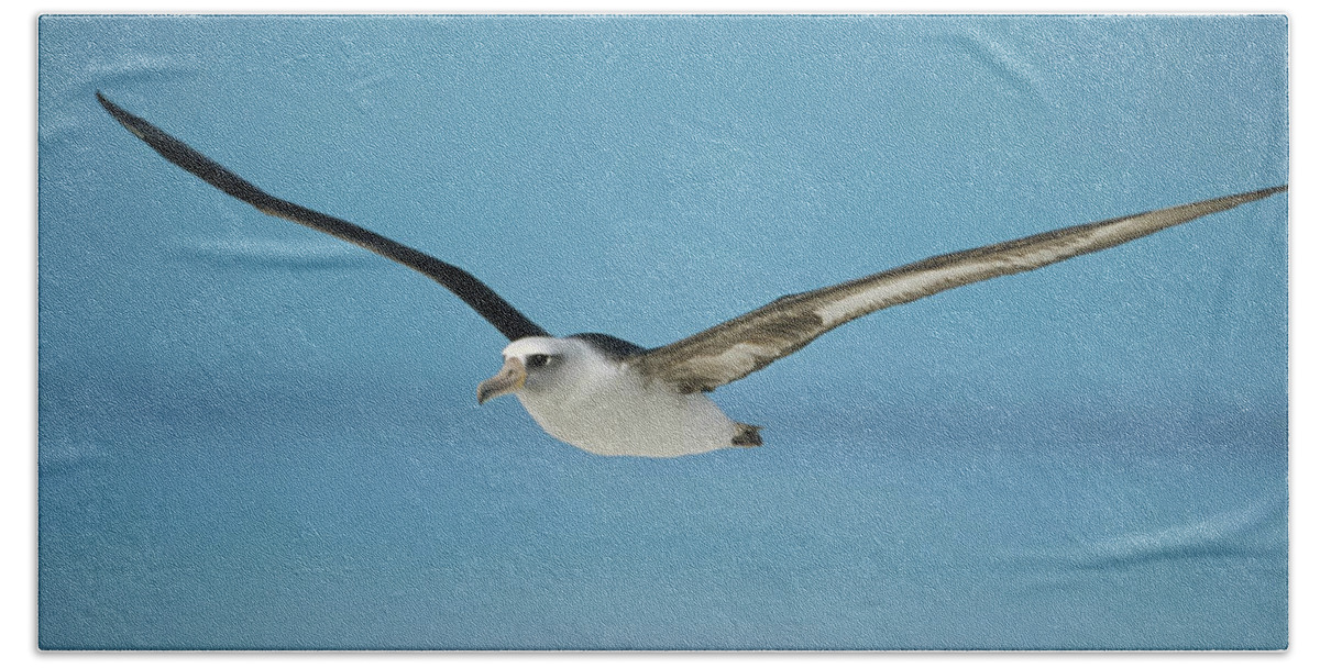 Feb0514 Bath Towel featuring the photograph Laysan Albatross Midway Atoll Hawaii by Tui De Roy