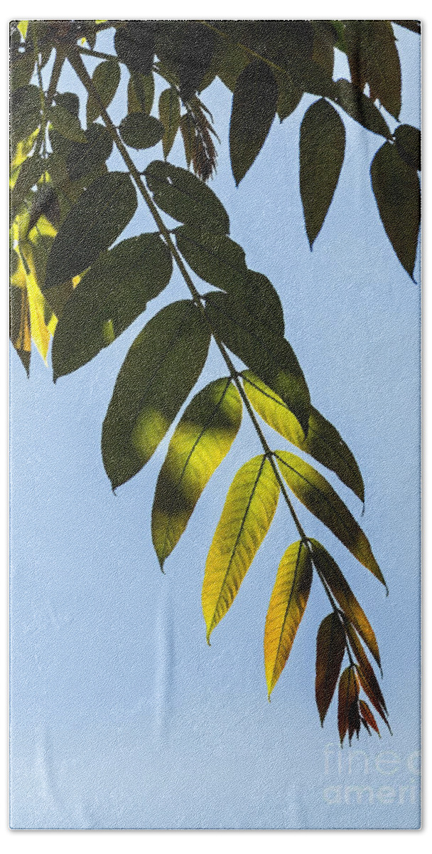 Botanical Garden Bath Towel featuring the photograph Leaf Light by Kate Brown