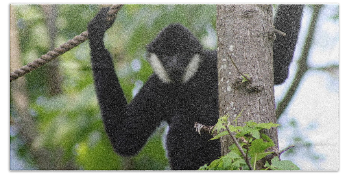 Gibbon Bath Towel featuring the photograph Male White Cheeked Gibbon by Valerie Collins