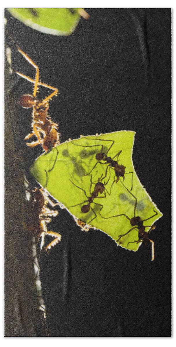 00198548 Hand Towel featuring the photograph Leafcutter Ants Carrying Leaves by Konrad Wothe