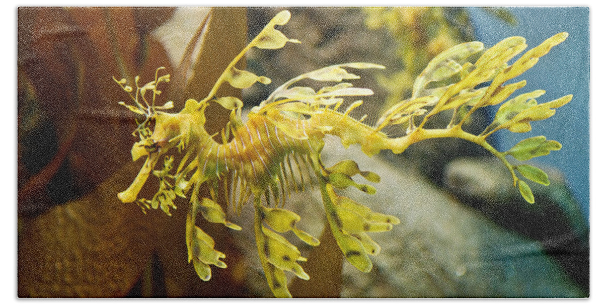 Leafy Hand Towel featuring the photograph Leafy Sea Dragon by Shane Kelly