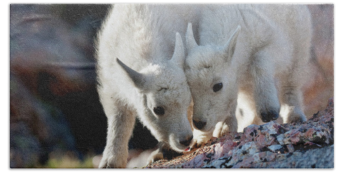 Baby Goat; Mountain Goat Baby; Happy; Joy; Nature; Brothers Hand Towel featuring the photograph Lean On Me by Jim Garrison