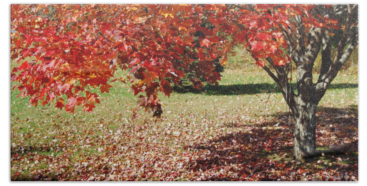 Maple Tree Bath Towel featuring the photograph Leaves Are Falling by Eunice Miller