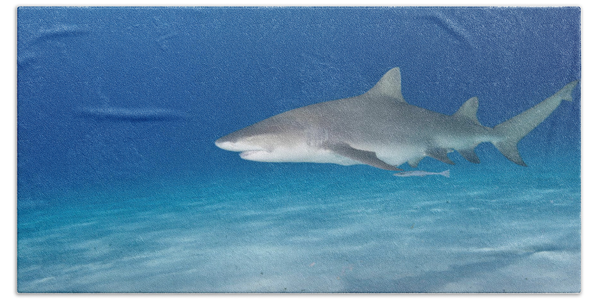 Lemon Shark Bath Towel featuring the photograph Lemon Shark by Andrew J. Martinez