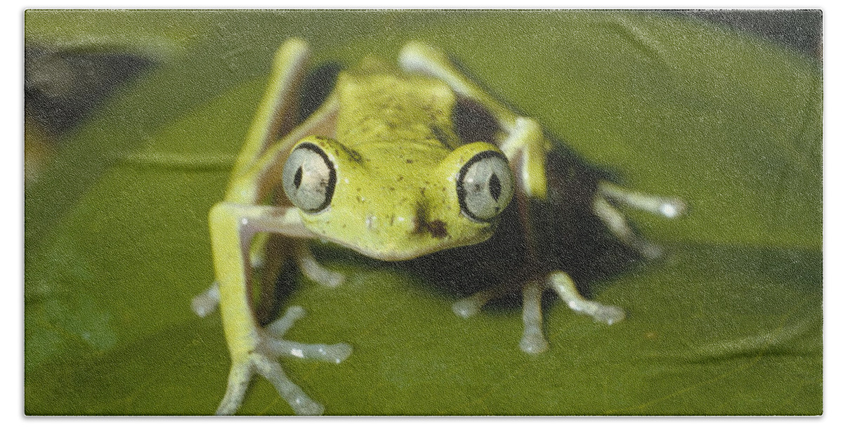 Feb0514 Bath Towel featuring the photograph Lemur Frog Monteverde Costa Rica by Konrad Wothe