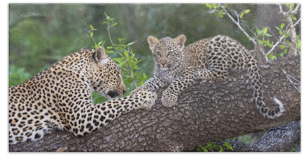 Nis Bath Towel featuring the photograph Leopard And Cub Masai Mara Kenya by Andrew Schoeman