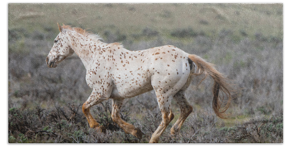 Horse Bath Towel featuring the photograph Leopard Appaloosa Horse by Michael Lustbader