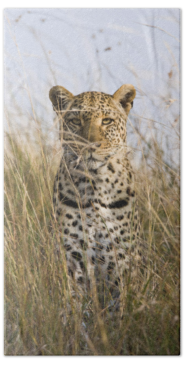 Flpa Hand Towel featuring the photograph Leopard Stalking Masai Mara Kenya by Elliott Neep