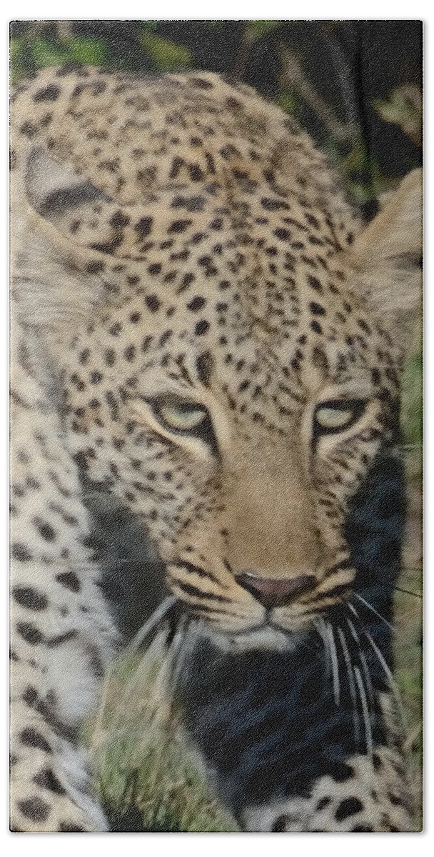 Intense Bath Towel featuring the photograph Leopard Stalking by Tom Wurl
