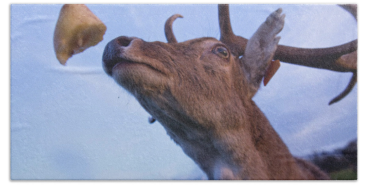 Deer Hand Towel featuring the photograph Less Hunger by Alex Art