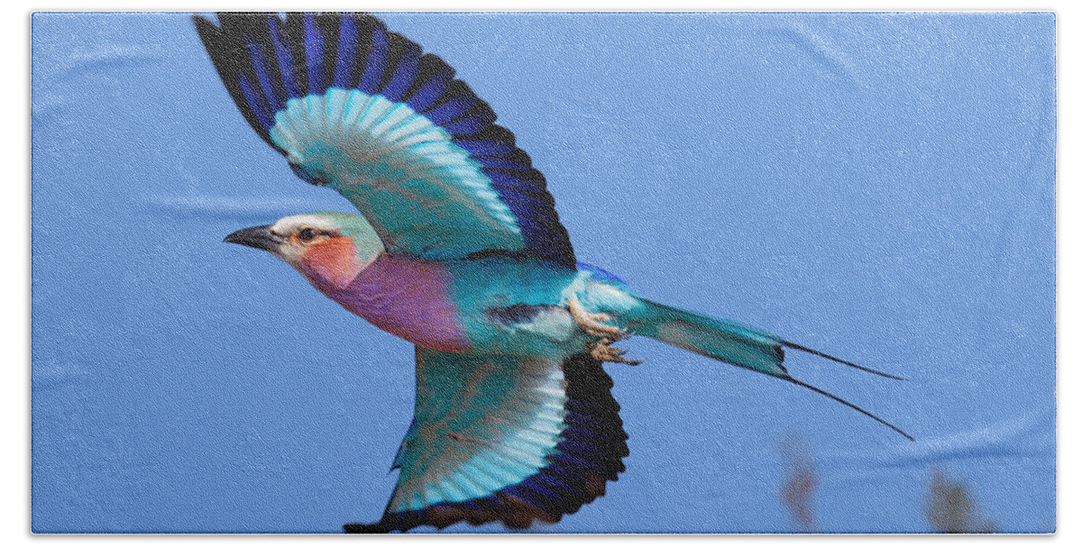 Lilac-breasted Bath Sheet featuring the photograph Lilac-breasted Roller in flight by Johan Swanepoel