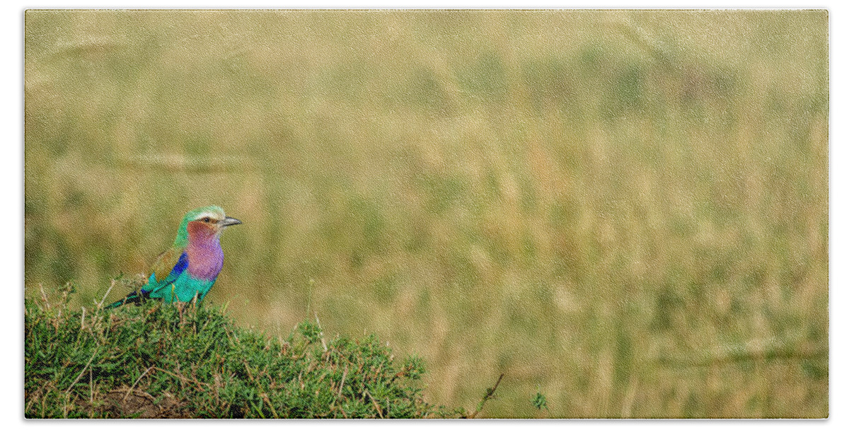 Africa Bath Towel featuring the photograph Lilac-breasted Roller, Maasai Mara by James Steinberg