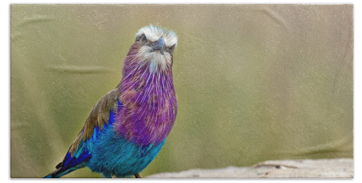 Africa Bath Towel featuring the photograph Lilac Breasted Roller With Attitude by Timothy Hacker