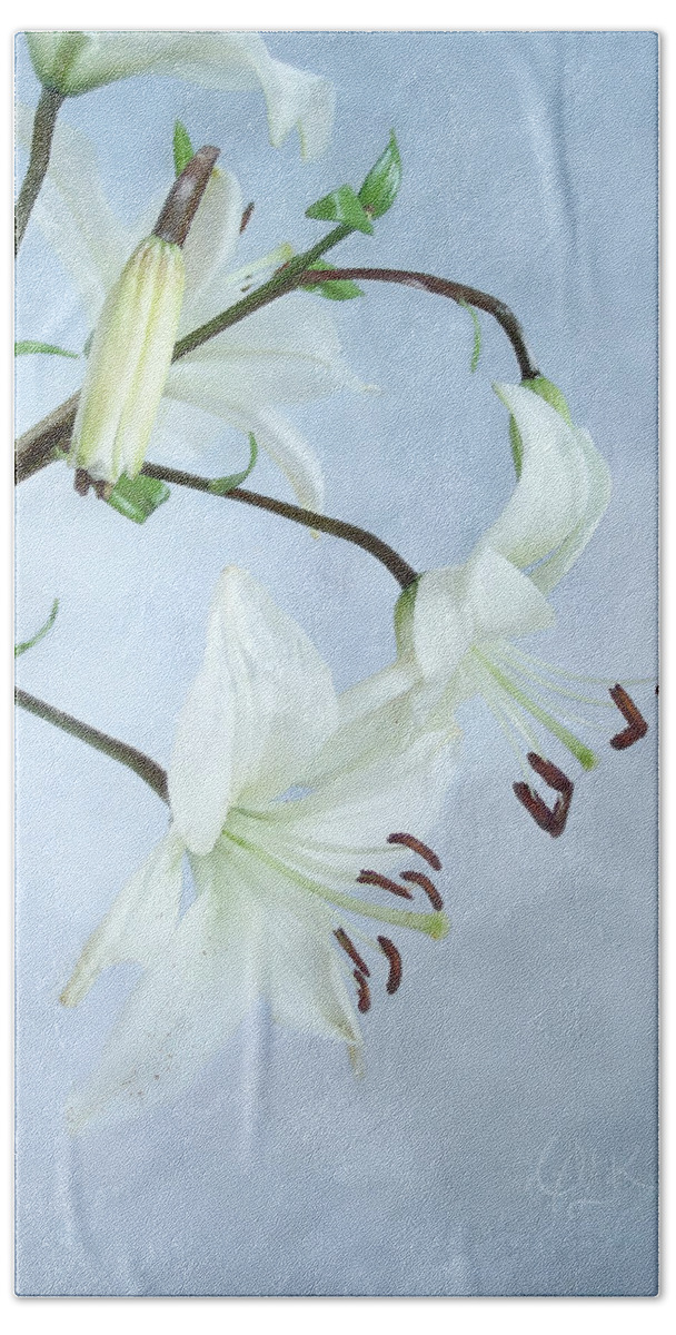 Lily Hand Towel featuring the photograph Lilies on Blue by Louise Kumpf