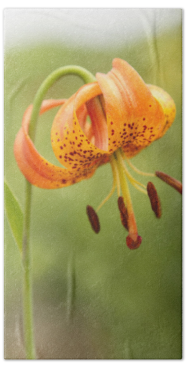 June Hand Towel featuring the photograph Lilium Pardalinum - I by Marilyn Cornwell
