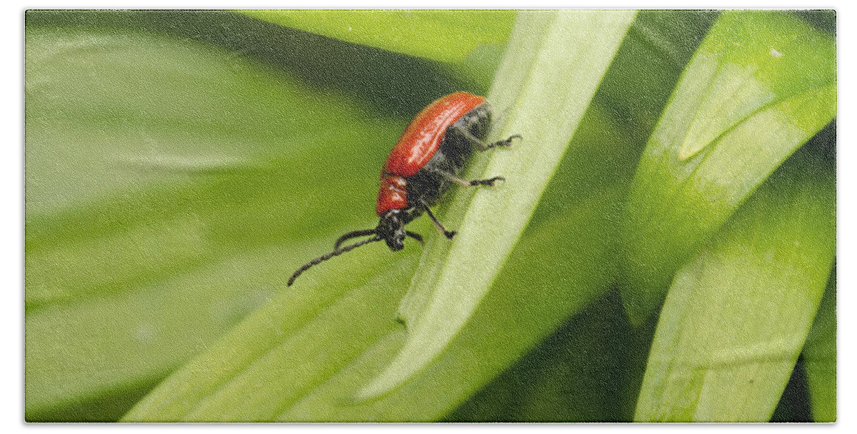 Lily Beetle Bath Towel featuring the photograph Lily Beetle by Spikey Mouse Photography