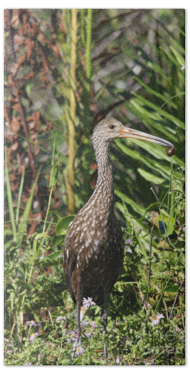 Limpkin Bath Towel featuring the photograph Limpkin With An Apple Snail by Christiane Schulze Art And Photography