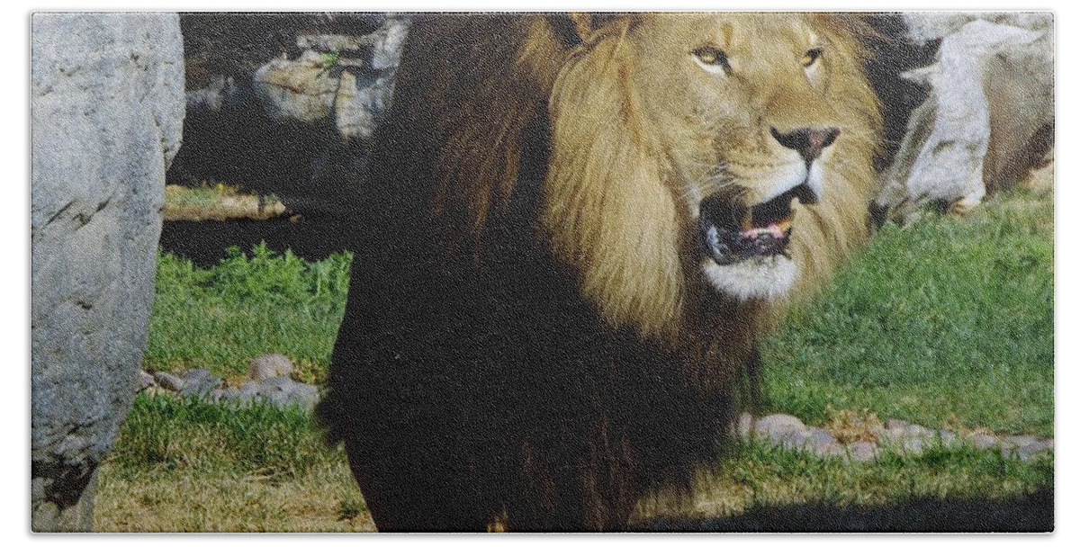 Lions Tigers And Bears Bath Towel featuring the photograph Lion 2 by Phyllis Spoor