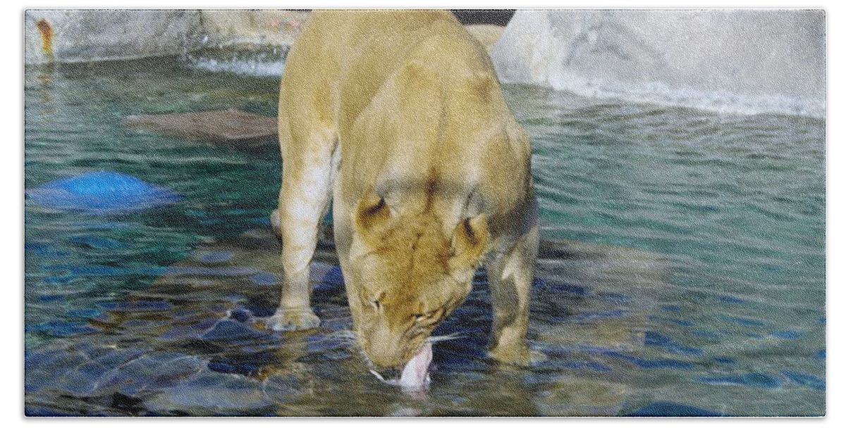 Lions Tigers And Bears Bath Towel featuring the photograph Lion 3 by Phyllis Spoor