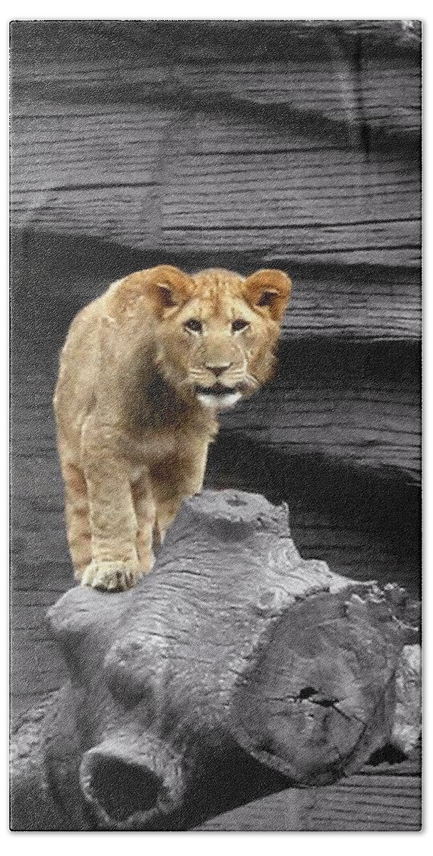 Zoos. Lions Hand Towel featuring the photograph Lion Cub by Cathy Harper