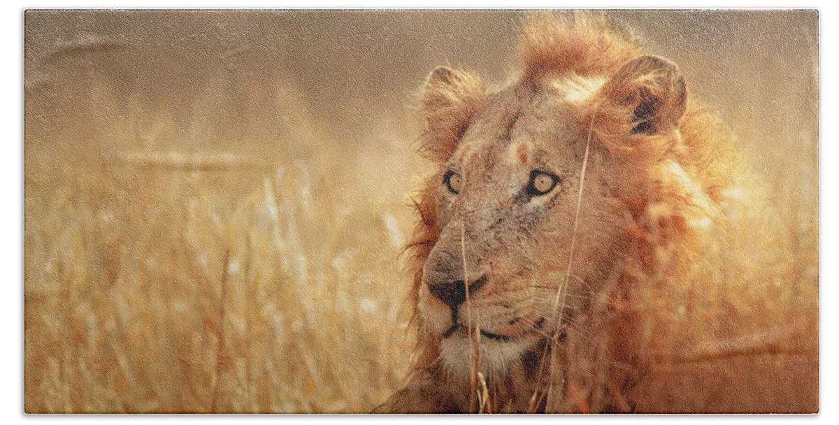 Lion Bath Towel featuring the photograph Lion in grass by Johan Swanepoel
