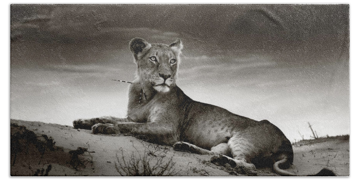 Lion Bath Towel featuring the photograph Lioness on desert dune by Johan Swanepoel
