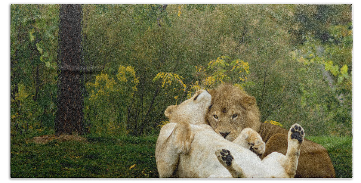 Lion Bath Towel featuring the photograph Lions In Love by Les Palenik