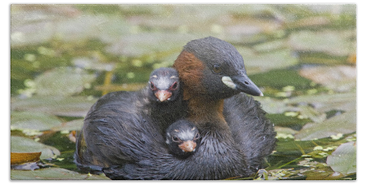 Flpa Hand Towel featuring the photograph Little Grebe And Two Chicks Derbyshire by Dickie Duckett