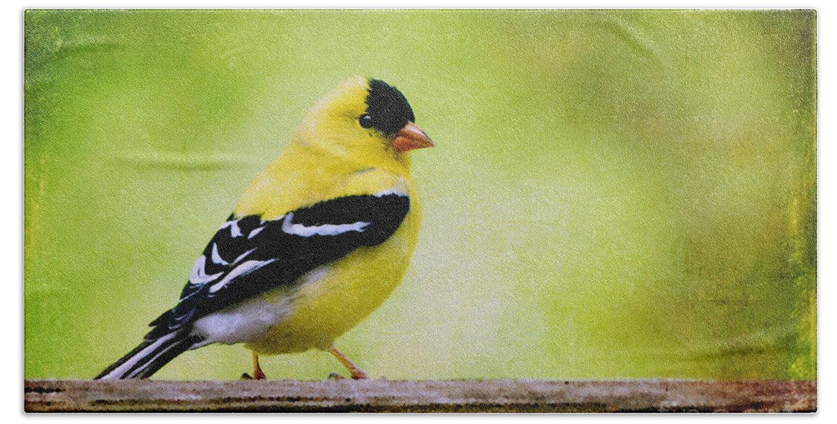 Goldfinch Hand Towel featuring the photograph Little Sir by Lois Bryan