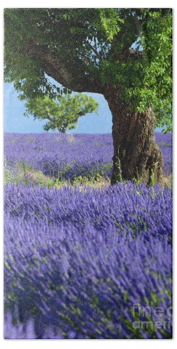 Lavender Bath Towel featuring the photograph Lone Tree in Lavender Field - Provence France II by Brian Jannsen