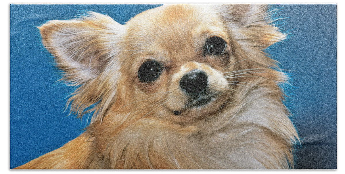 Animal Bath Towel featuring the photograph Long-haired Chihuahua by Toni Angermayer