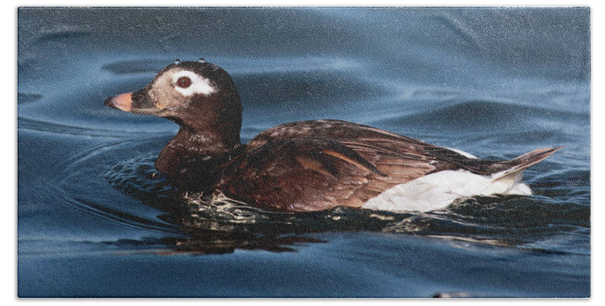  Duck Bath Towel featuring the photograph Long tailed duck by Grant Glendinning