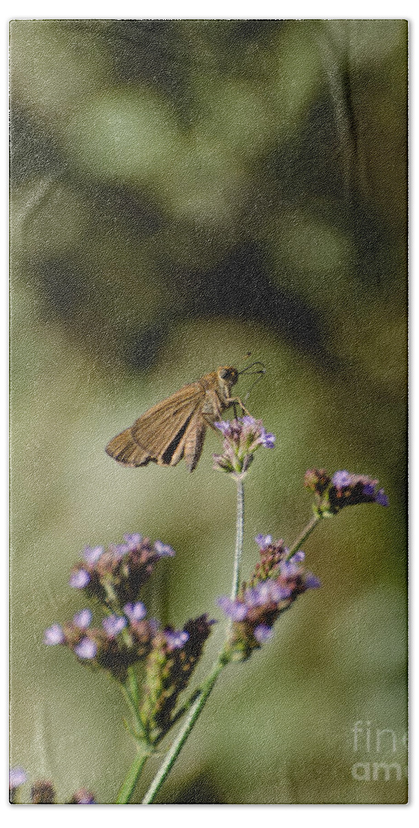 Insect Bath Towel featuring the photograph Long-winged Skipper Butterfly by Donna Brown