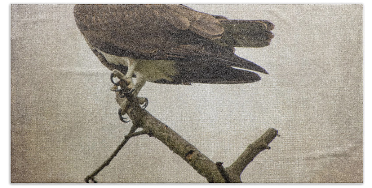 Hawk Hand Towel featuring the photograph Looking For Dinner by Judy Wolinsky
