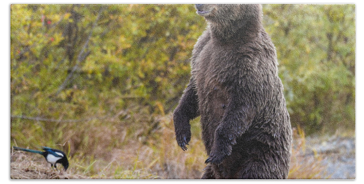 Bear Bath Towel featuring the photograph Looking For Trouble by Kevin Dietrich