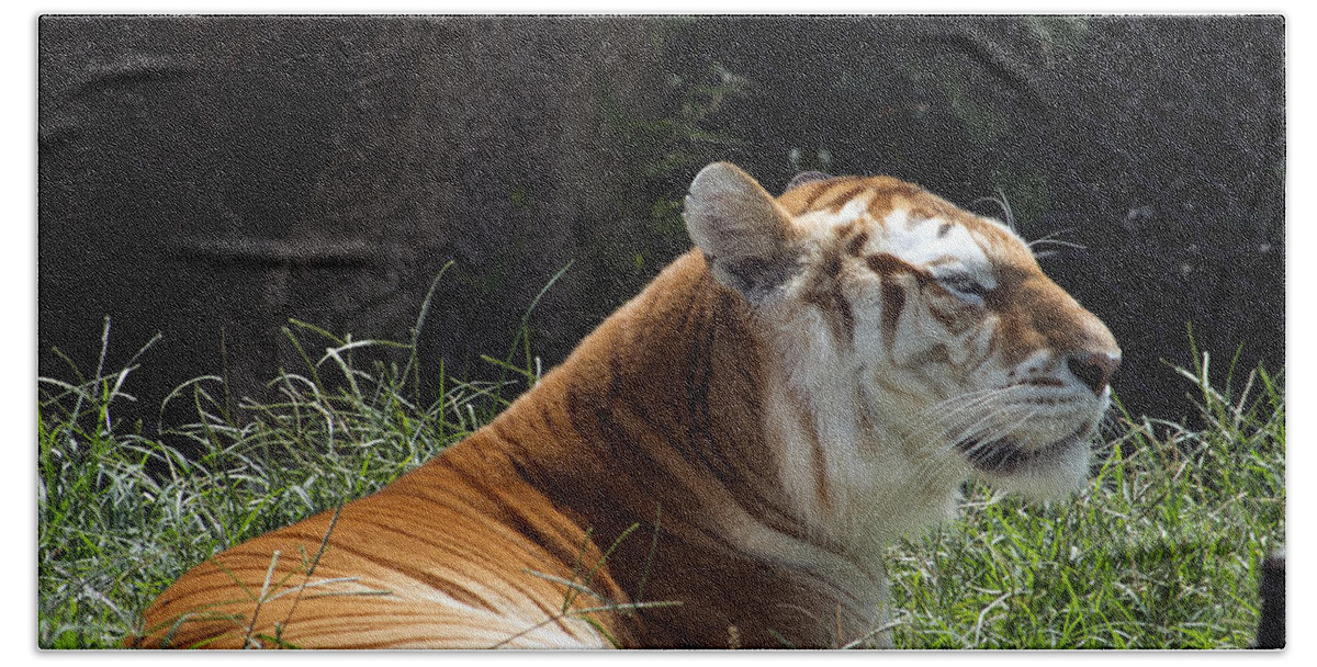 Zoo Bath Sheet featuring the photograph Looking Intently by John Dauer