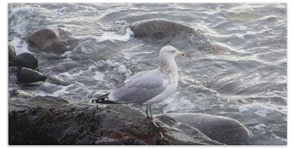 Sea Gulls Hand Towel featuring the photograph Seagull on the Rocky Coast by Eunice Miller