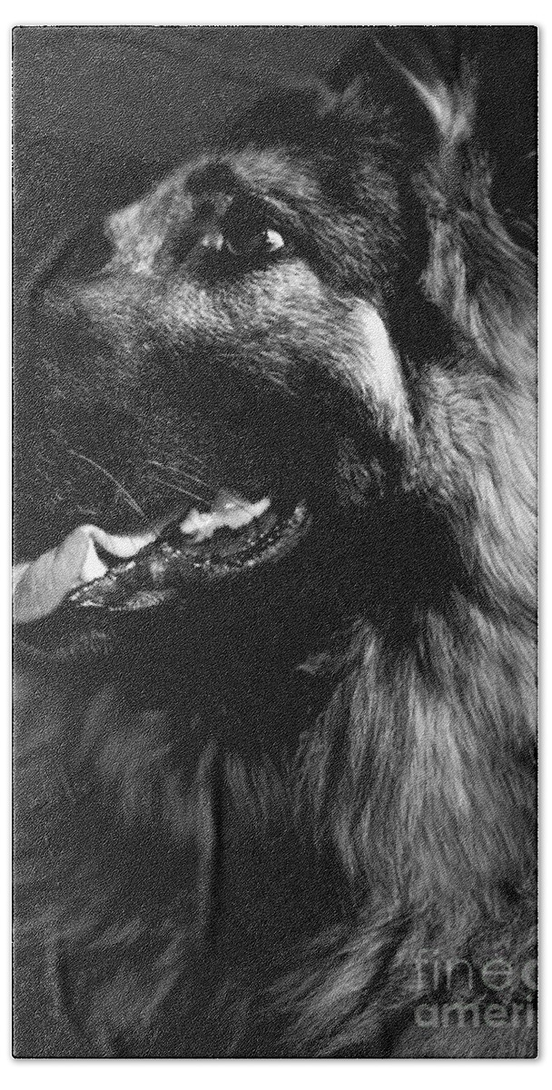 Kingshepherddog Bath Towel featuring the photograph Portrait of a King Shepherd Dog by Frank J Casella
