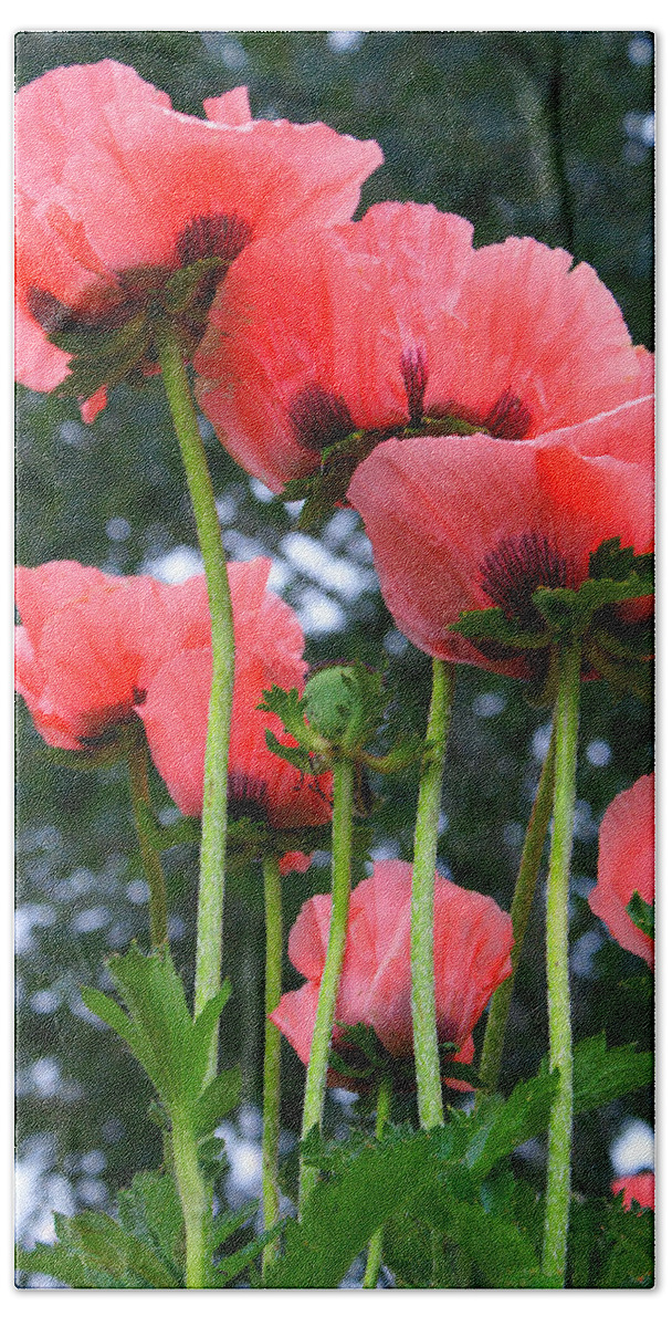 Poppy Hand Towel featuring the photograph Looking Up by Priscilla Burgers