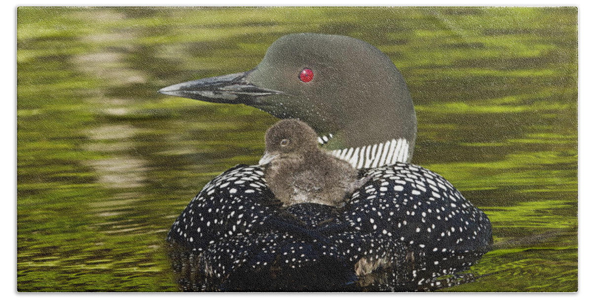 Common Loon Hand Towel featuring the photograph Loon Chick Rides on a Parents Back by John Vose