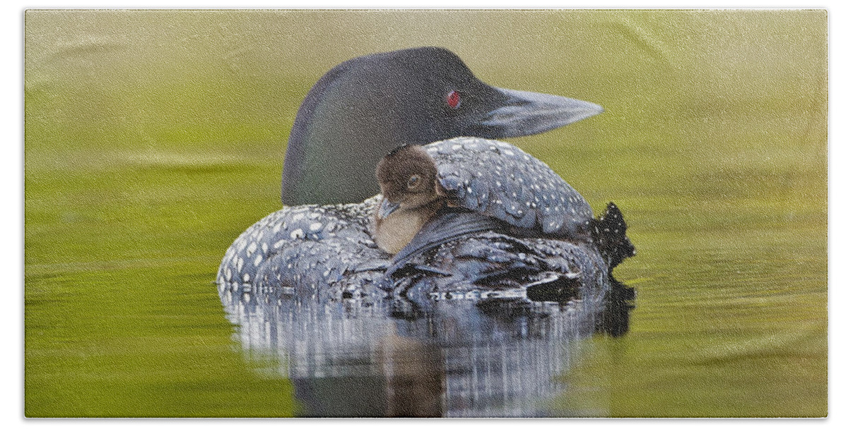 Common Loon Hand Towel featuring the photograph Loon Chick Resting on Parents Back by John Vose