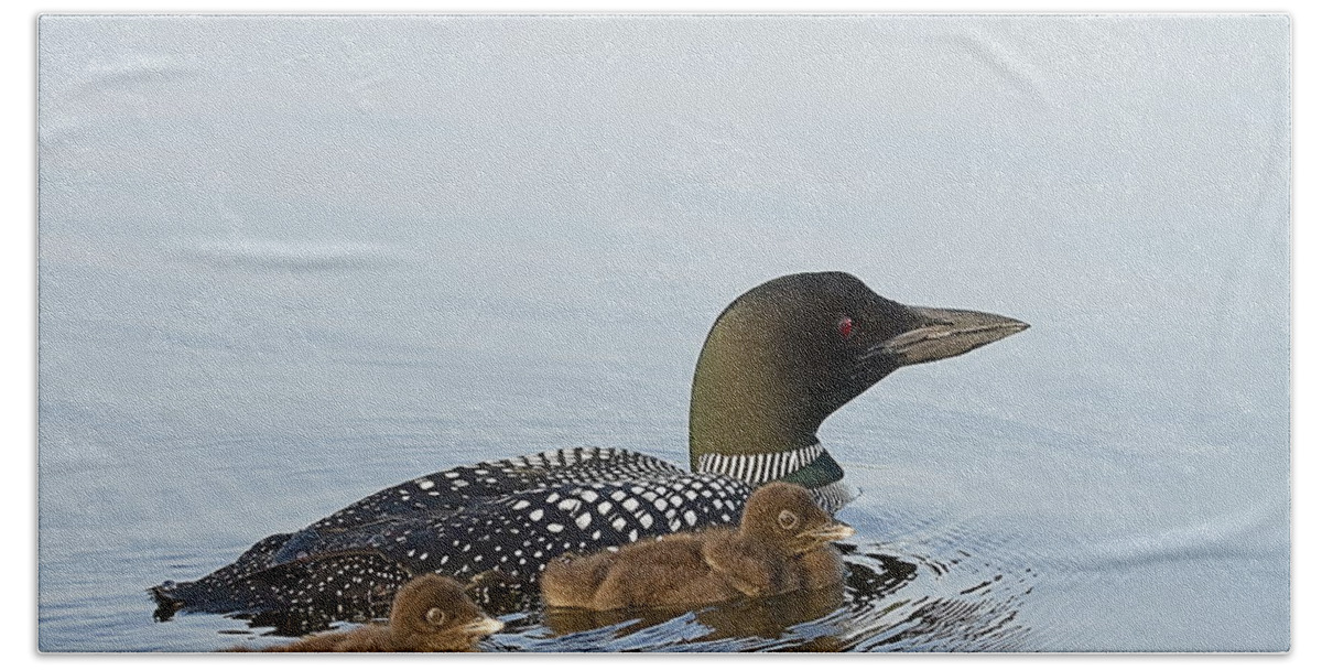 Common Loon Hand Towel featuring the photograph Loon Chicks Cruising with Mom by John Vose