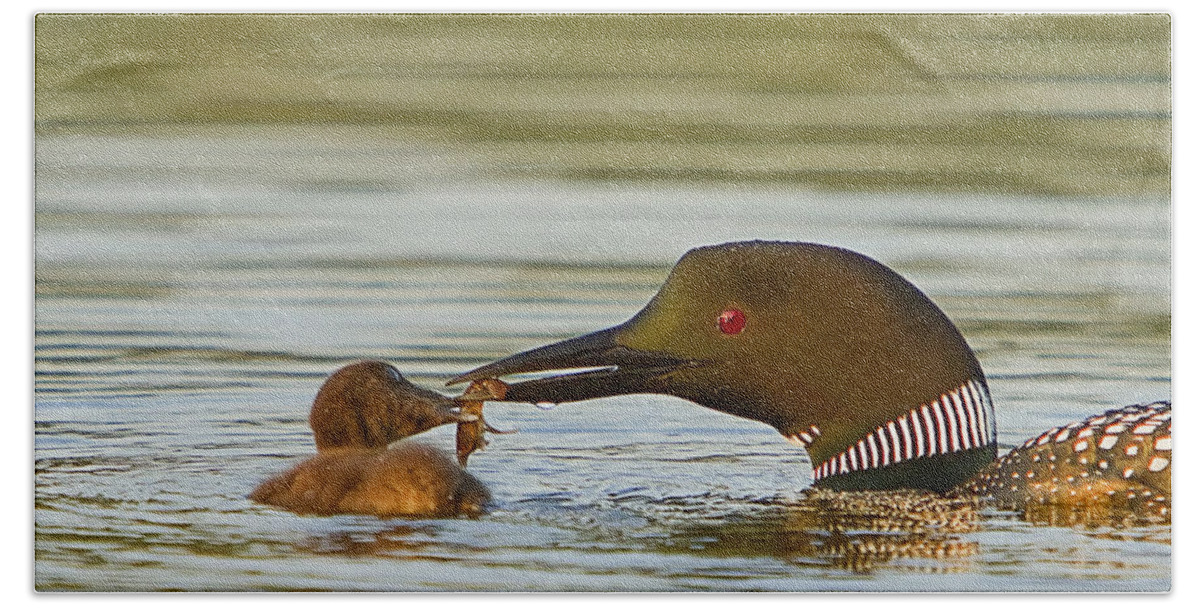 Loon Bath Towel featuring the photograph Loon Feeding Chick by John Vose