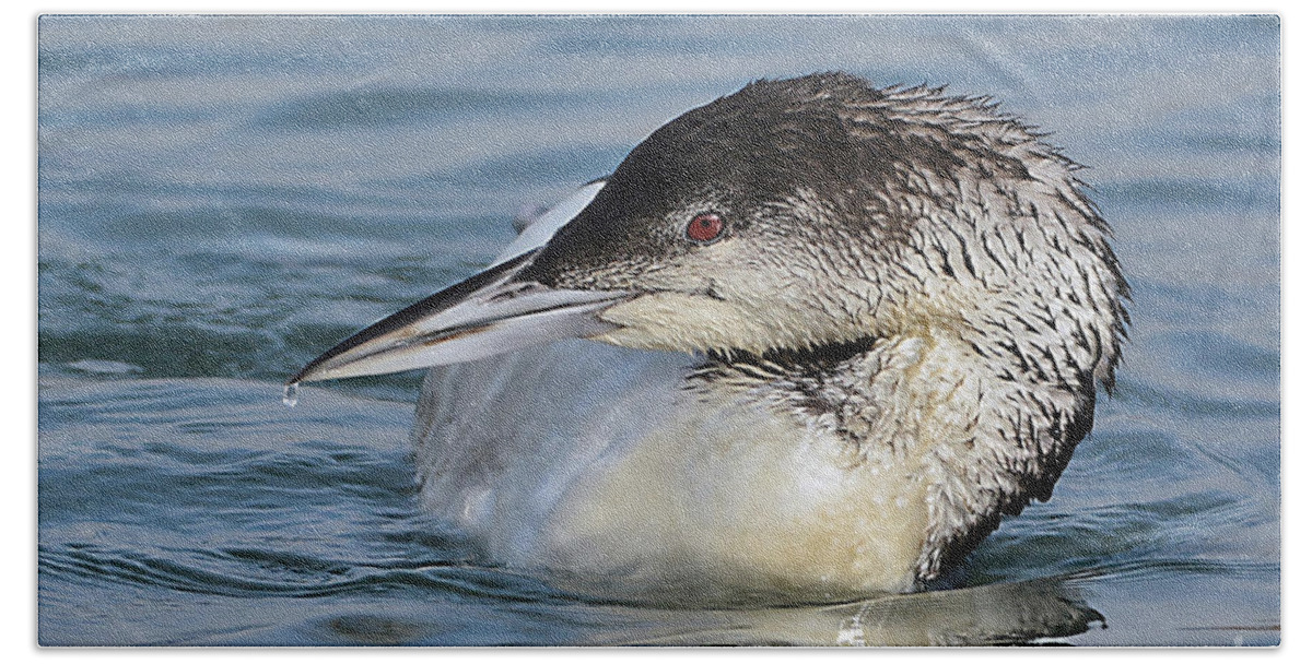 Bird Bath Towel featuring the photograph Loon by Kathy Baccari