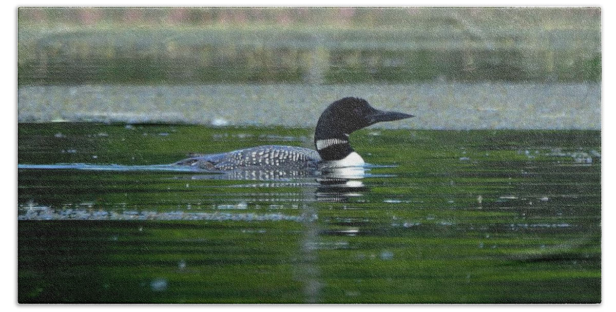 Loon Hand Towel featuring the photograph Loon on Indian Lake by Steven Clipperton