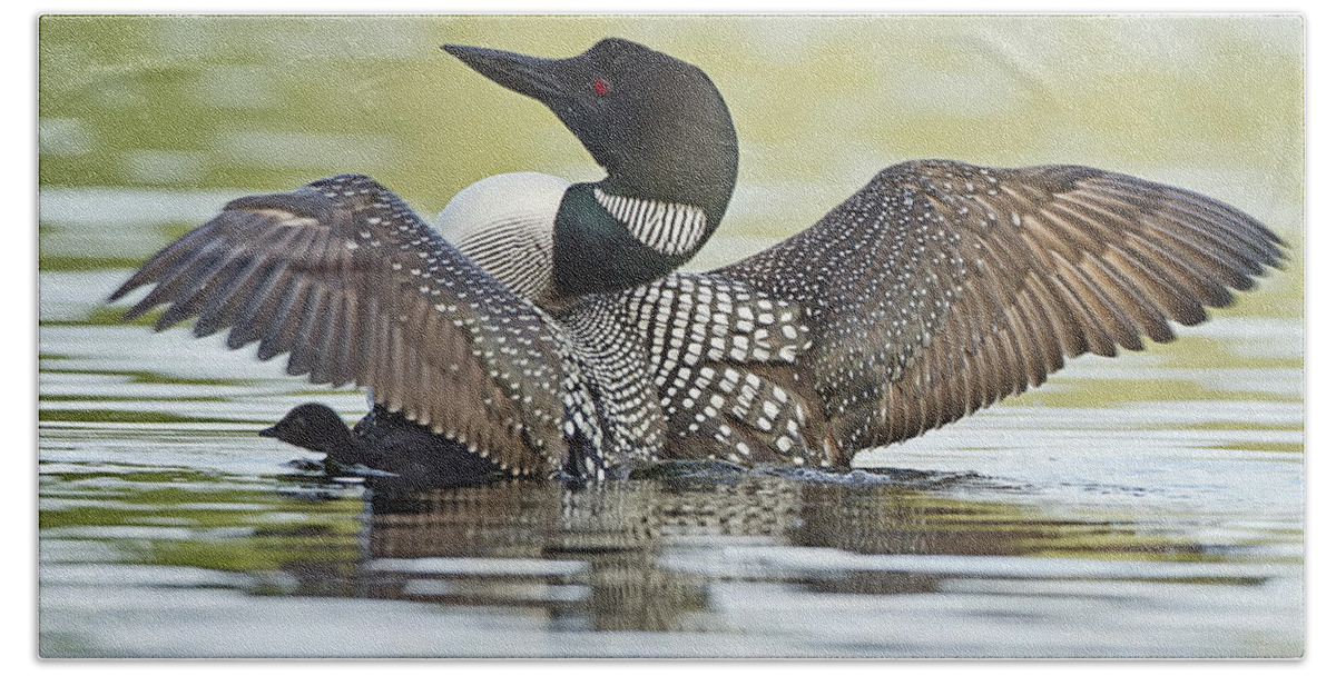 Common Loon Bath Towel featuring the photograph Loon Wing Spread with Chick by John Vose