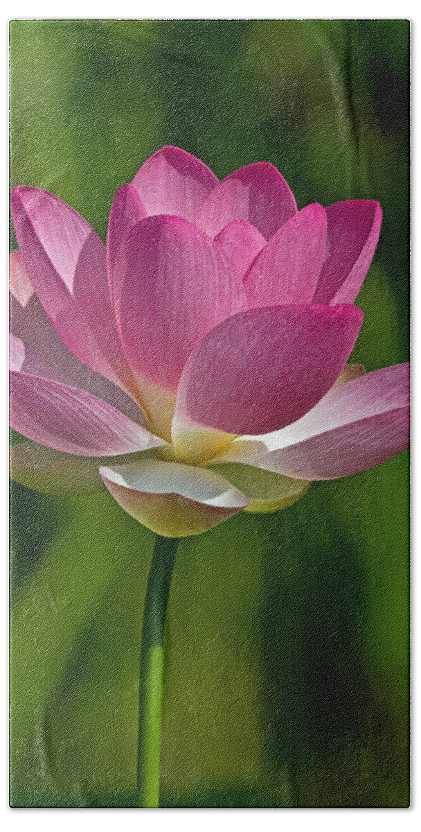 Lotus Bath Towel featuring the photograph Lotus Bloom by Jerry Gammon