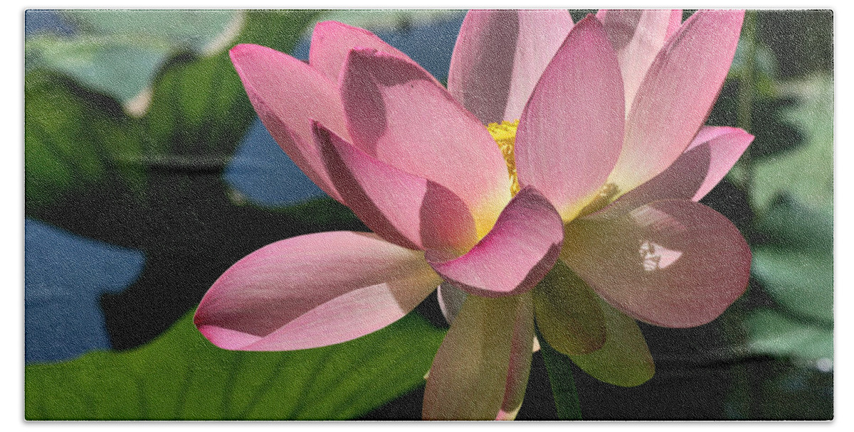 Pink Lily Hand Towel featuring the photograph Lotus - Flowers by Daliana Pacuraru