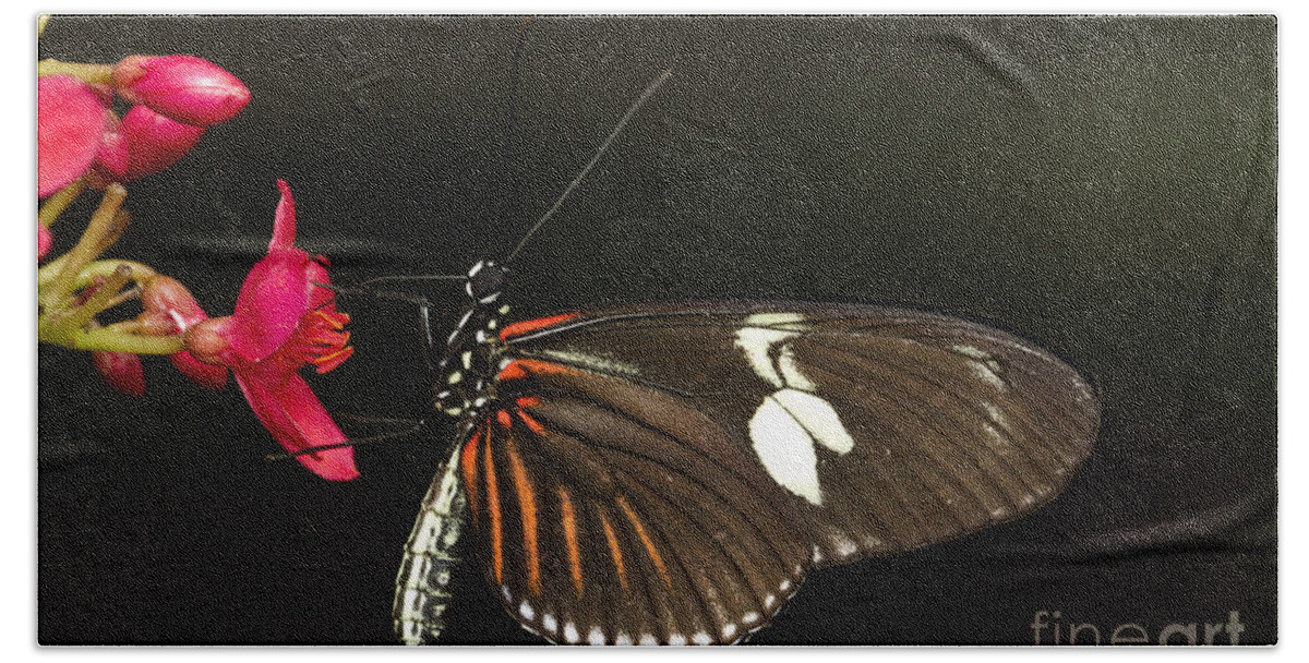 Bug Hand Towel featuring the photograph Lovely Longwing by Bryan Keil