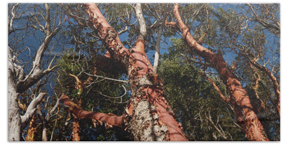 Photography Hand Towel featuring the photograph Low Angle View Of Madrone Trees by Panoramic Images